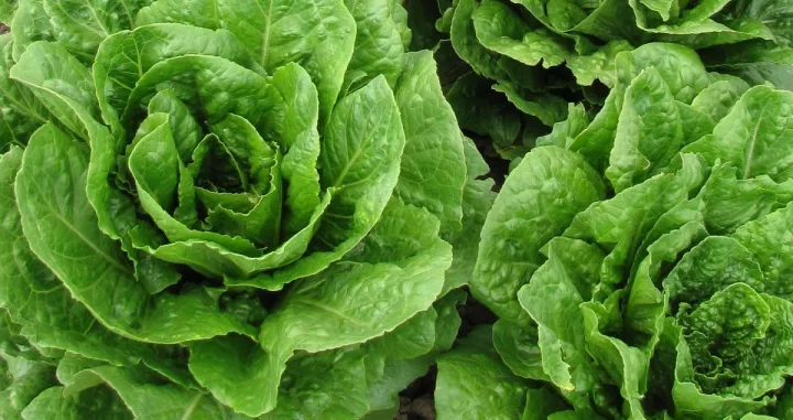 zelena salata/