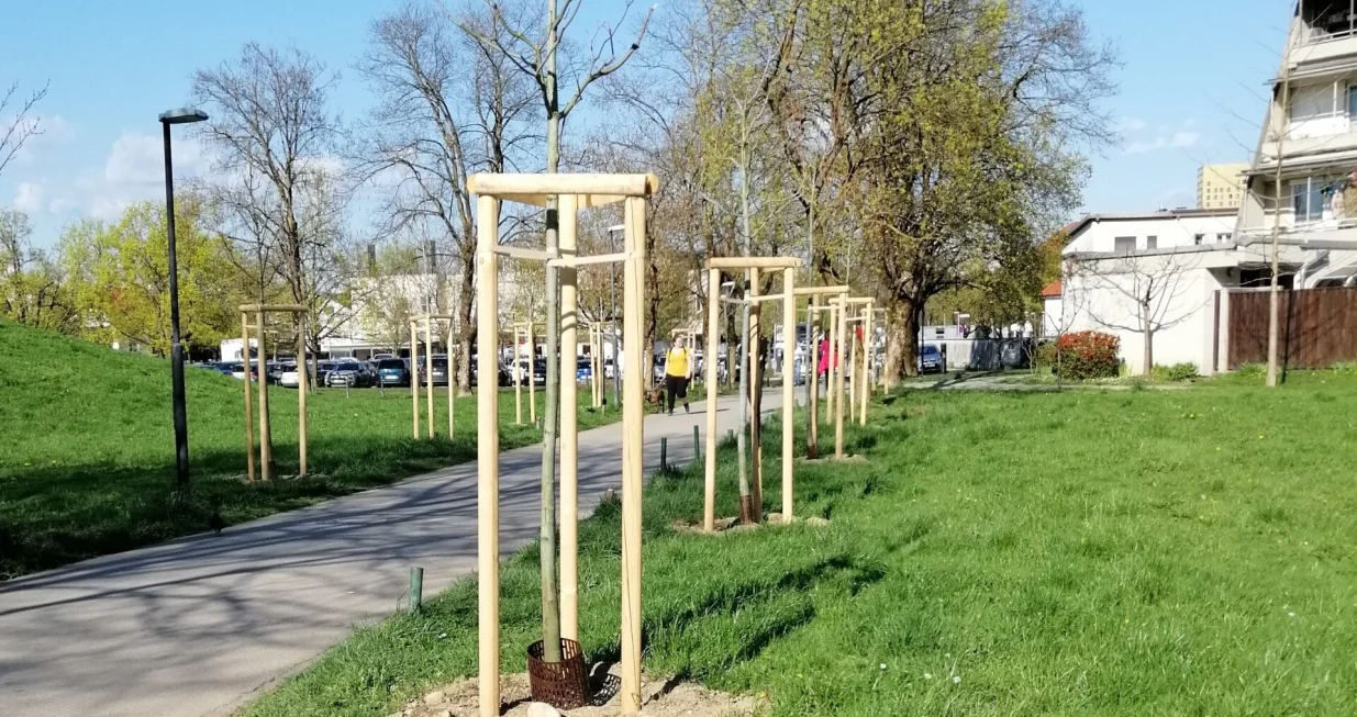 Pravilno posađeno urbano drveće/