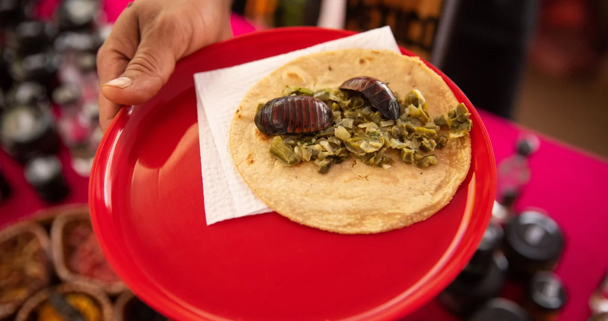 Meksiko City, Meksiko - 2. april 2023: &Scaron;korpioni se prodaju kao hrana tokom festivala insekata Bichopolis u Mexico Cityju. Prije dolaska Evropljana u Mezoameriku, kulture koje su živjele u Meksiku konzumirale su različite vrste hrane, a koje su uključivale i vi&scaron;e od 100 vrsta jestivih insekata. Insekti, različite vrste crva, žohara, pauka i mrava su visok izvor proteina. Festival insekata Bichopolis donosi insekte na trpezu, bilo u alkoholnim pićima ili u varivima. Insekti, živi ili mrtvi, postaju gozba za javnost. (Daniel Cardenas - Anadolu Agency)/�