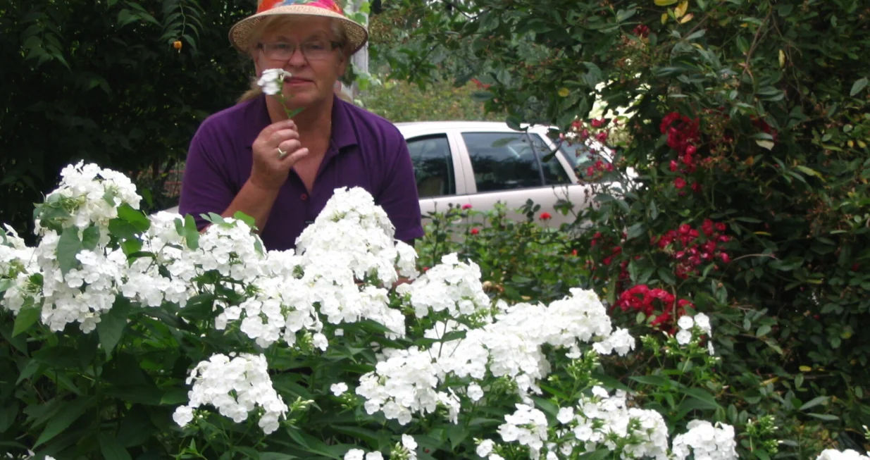 Plamenac ili floks cvjeta u julu i augustu/