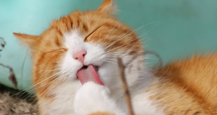 Većina mačaka nosi parazita posnatog kao Toxoplasma Gondii/ Pexels/
