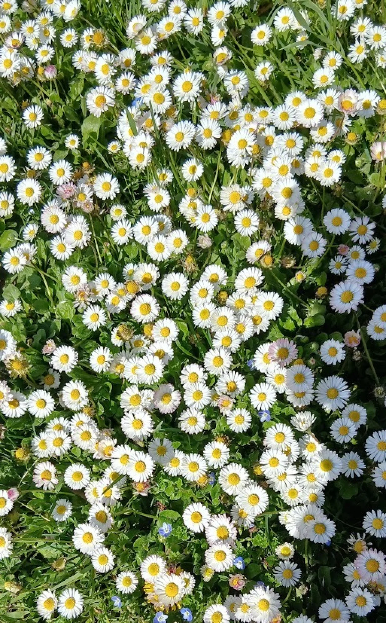 Tratinčice izbliza/