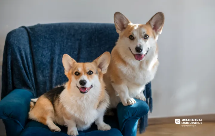 ASA CENTRAL osiguranje, osiguranje kućnih ljubimaca, kampanja "Nanju&scaron;ili smo da se možemo osigurati"/Bojan Galić