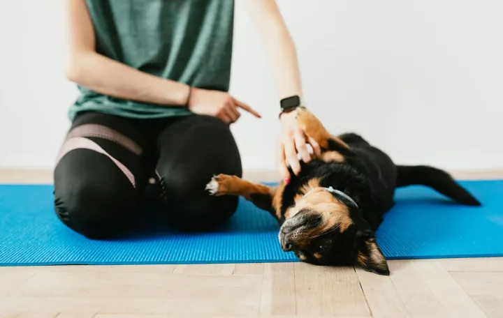 Rije&scaron;ite borbu s nesta&scaron;nim psom/Pexels