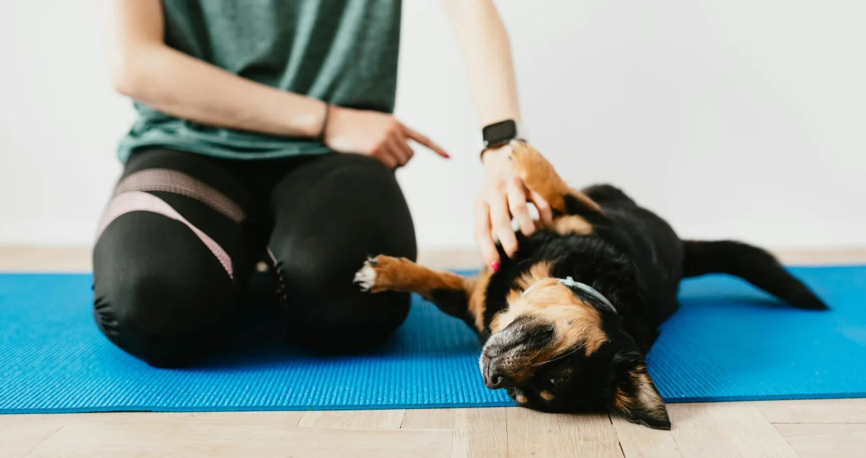 Rije&scaron;ite borbu s nesta&scaron;nim psom/Pexels