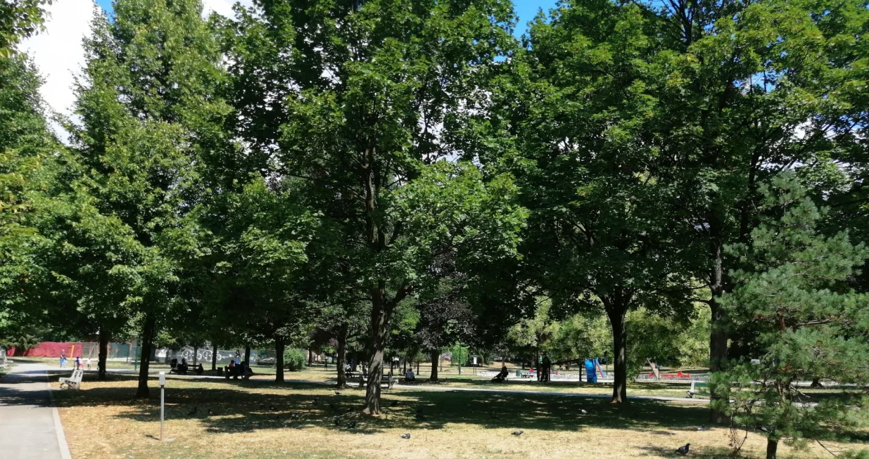 Odraslo drveće kod Druge gumnazije u Sarajevu-august 2022./