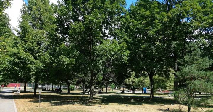 Odraslo drveće kod Druge gumnazije u Sarajevu-august 2022./