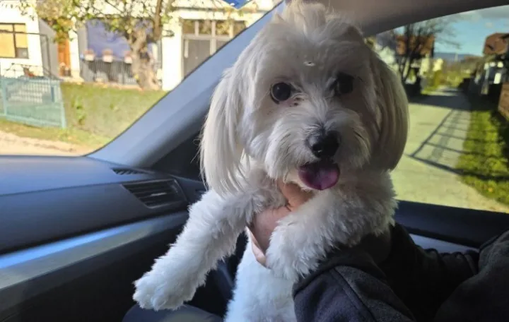 Pronađen nestali pas/Nezavisne//