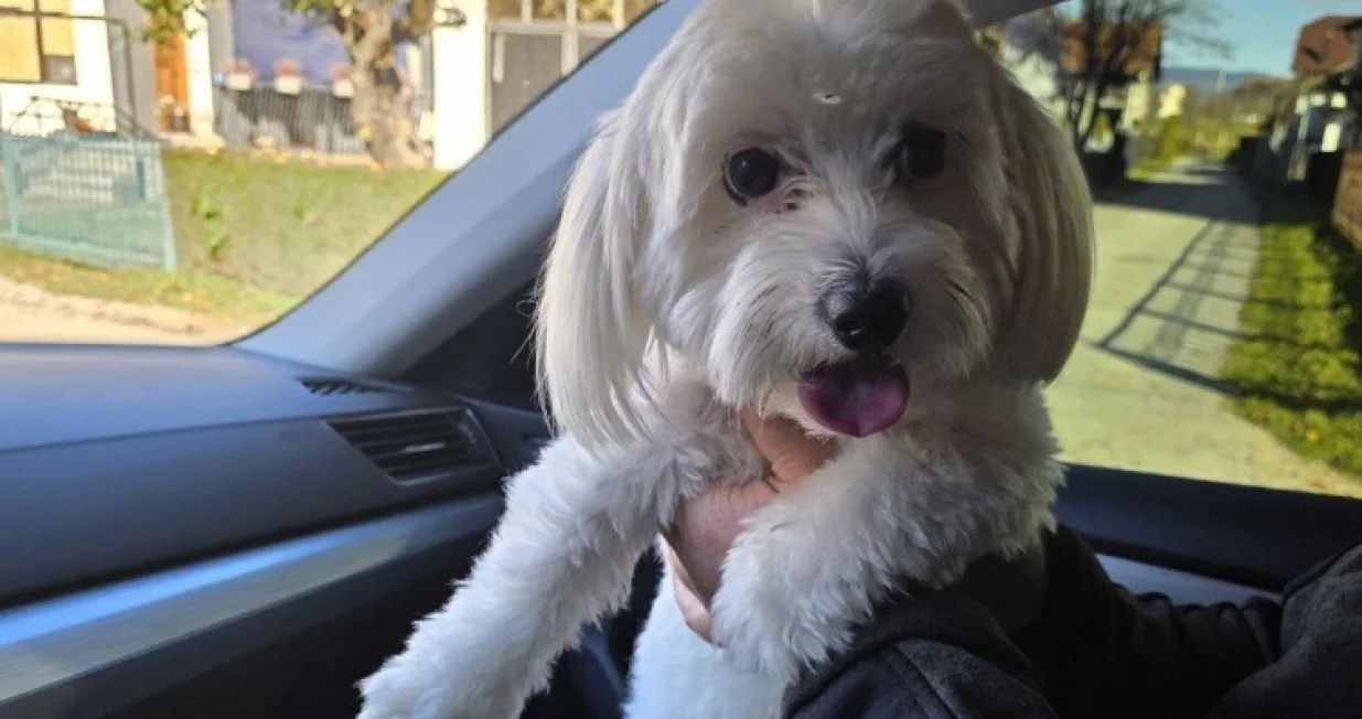 Pronađen nestali pas/Nezavisne//