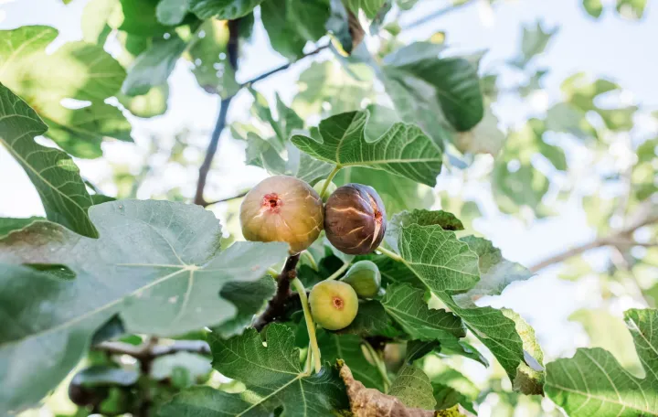 smokva, proizvodnja smokve - ilustracija/