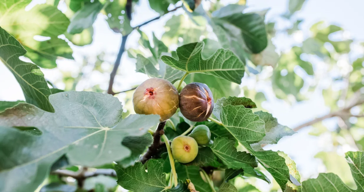 smokva, proizvodnja smokve - ilustracija/