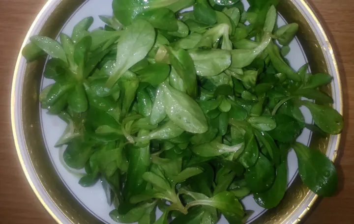 Matovilac salata/
