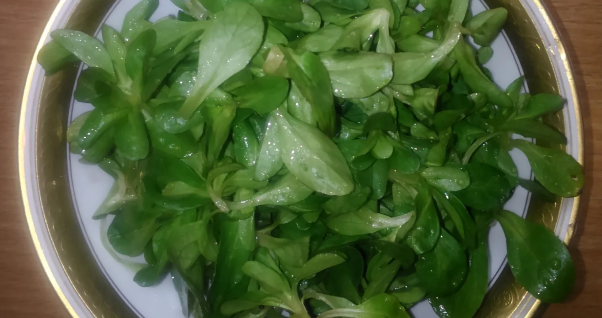 Matovilac salata/