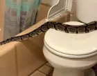 Piton, zmija, WC/Prtsc