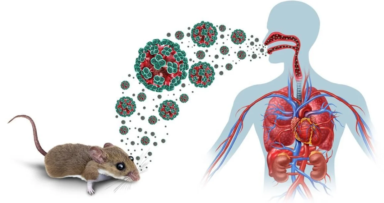 Hantavirus, ilustracija/Dnevnik.hr