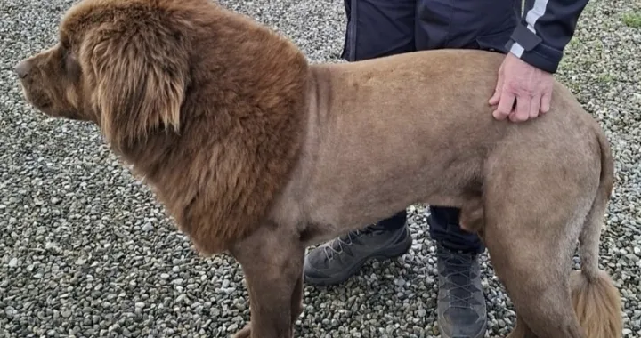 O&scaron;i&scaron;ani pas newfoundlander koji podsjeća na lava/Gardainsta