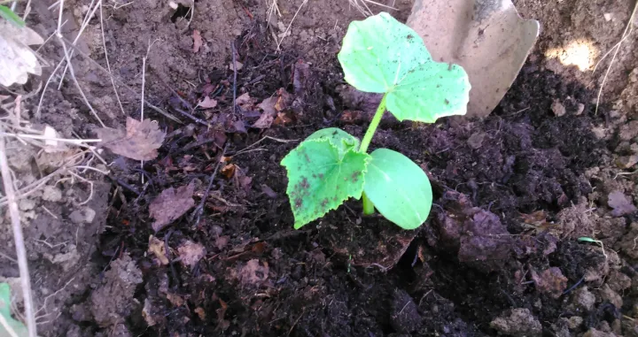 Krastavac treba saditi sa dosta komposta ili organskog supstrata/