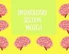 Mozak je jedinstveni imunolo&scaron;ki sistem/Jelena Kalinic