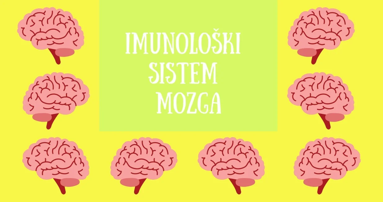 Mozak je jedinstveni imunolo&scaron;ki sistem/Jelena Kalinic