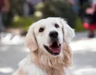 pas labrador/
