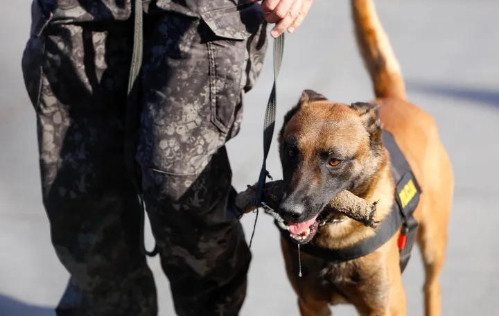 Prezentacija K9 jedinica iz BiH/Damir Deljo