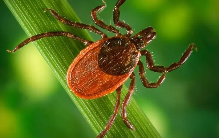 Glavni prenosioci bakterija roda Borrelia/