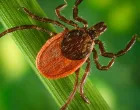 Glavni prenosioci bakterija roda Borrelia/