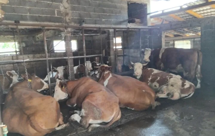 Farma krava, Donja Vogo&scaron;ća, zaražene krave, bruceloza/Tanja Cerić