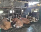 Farma krava, Donja Vogo&scaron;ća, zaražene krave, bruceloza/Tanja Cerić