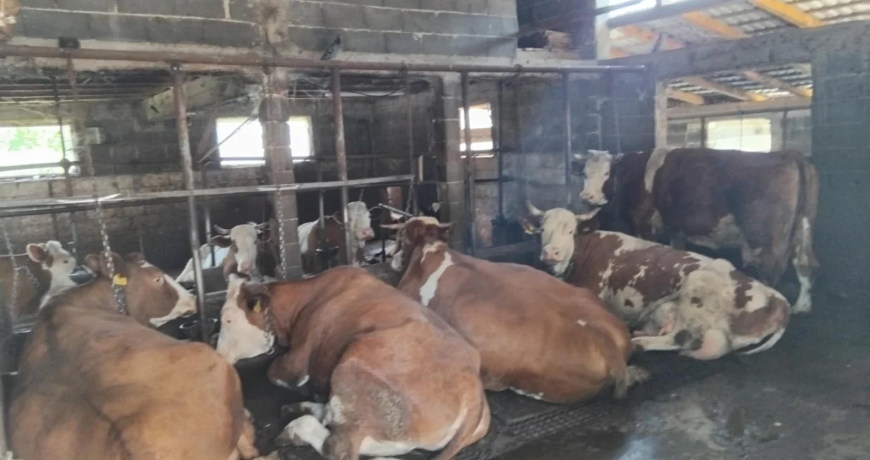 Farma krava, Donja Vogo&scaron;ća, zaražene krave, bruceloza/Tanja Cerić