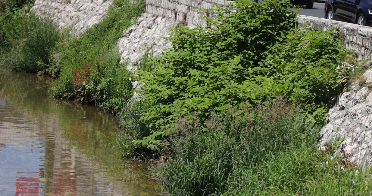 Uređenje korita rijeke Miljacke &scaron;i&scaron;anje trave korova/Senad Gubelić