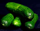 kiseli krastavci/