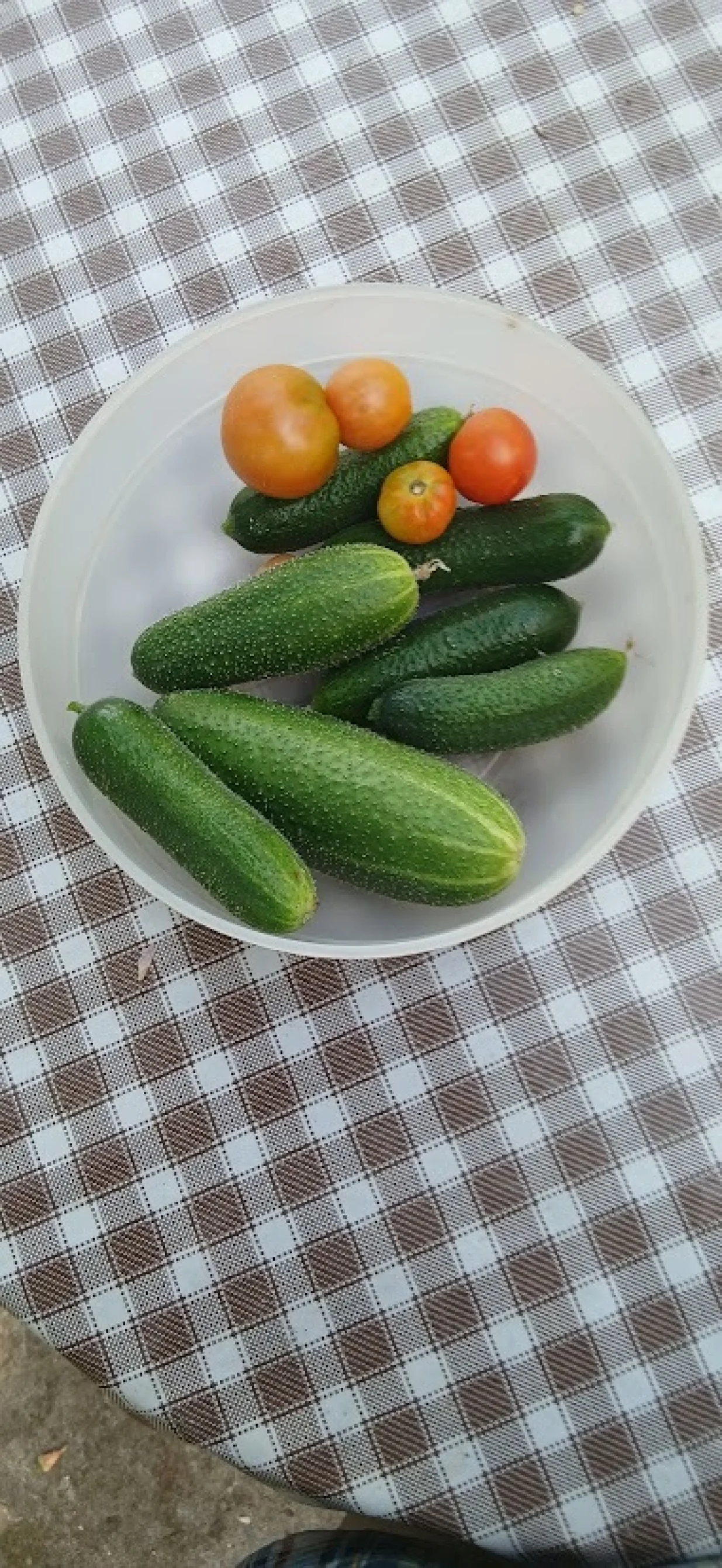 Prvi zdravi plodovi iz vrta/