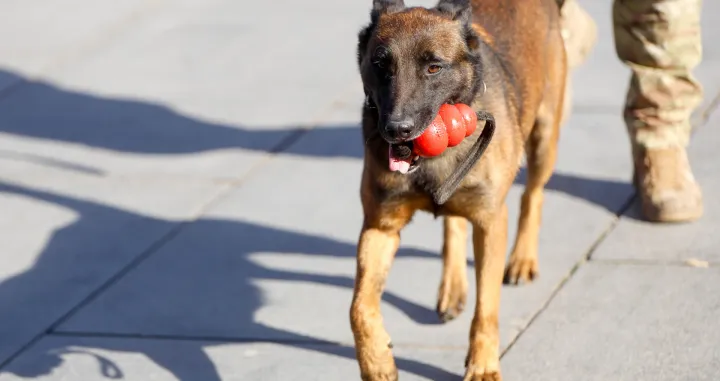Prezentacija K9 jedinica iz BiH/Damir Deljo