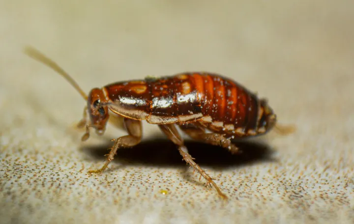 Žohari su među&nbsp;najnepoželjnijim kućnim &scaron;tetočinama/Unsplash