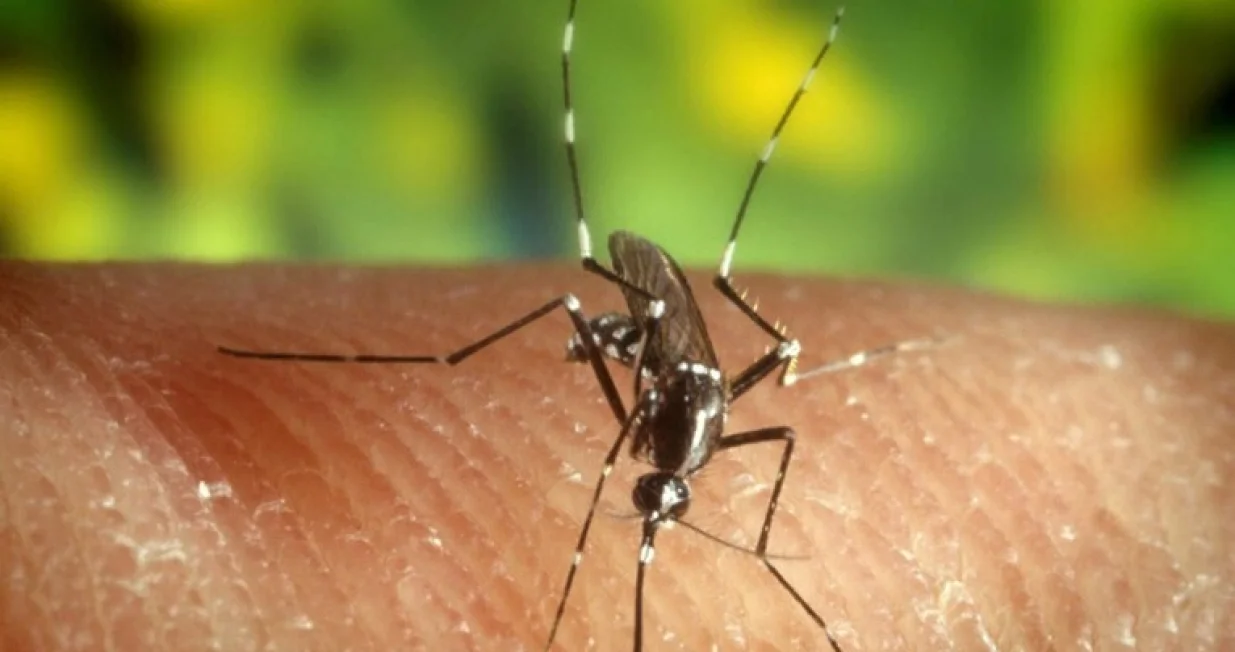 komarac virus zapadni nil/