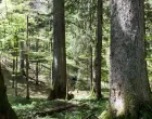 &Scaron;uma, Bjela&scaron;nica, ilustracija/