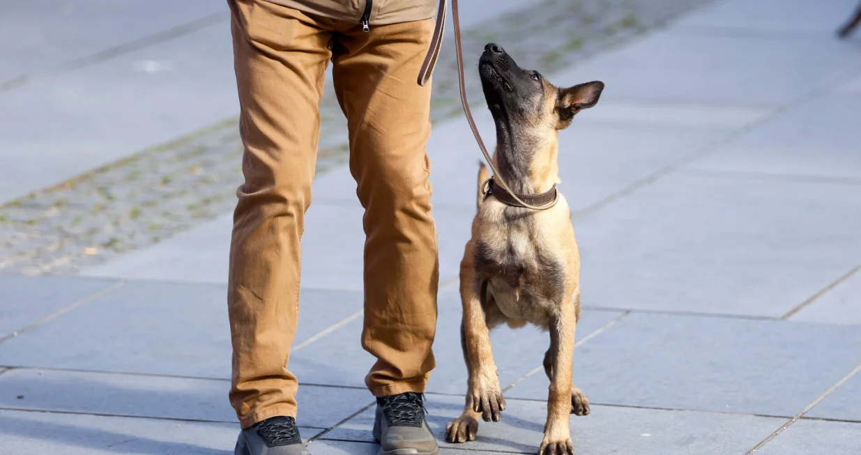 Prezentacija K9 jedinica iz BiH/Damir Deljo