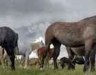 Konji na Borovoj Glavi/