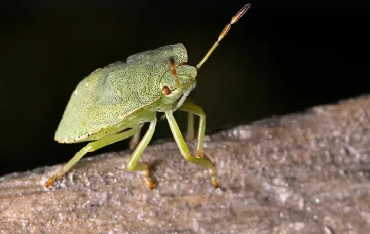 Smrdibube insekti/