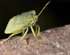 Smrdibube insekti/